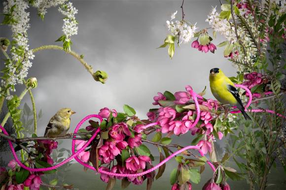 goldfinch_small